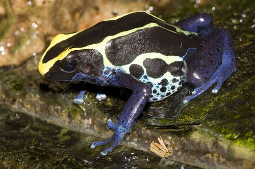 Dyeing dart frog